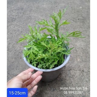 Cây ngải cứu.