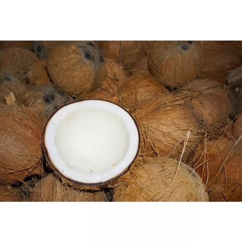 🌴🌴1 trái dừa khô loại 1 trên 1kg  đã gọt vỏ to trên 1kg y hình🌴🌴