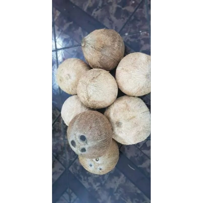 🌴🌴1 trái dừa khô loại 1 trên 1kg  đã gọt vỏ to trên 1kg y hình🌴🌴