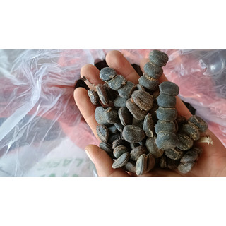 500 gram hạt giống lim xanh