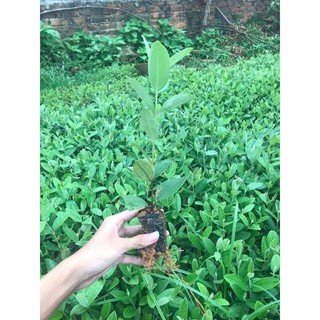 Cây giống sim rừng ăn quả