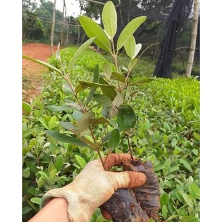 cây sim rừng giống combo 10 cây
