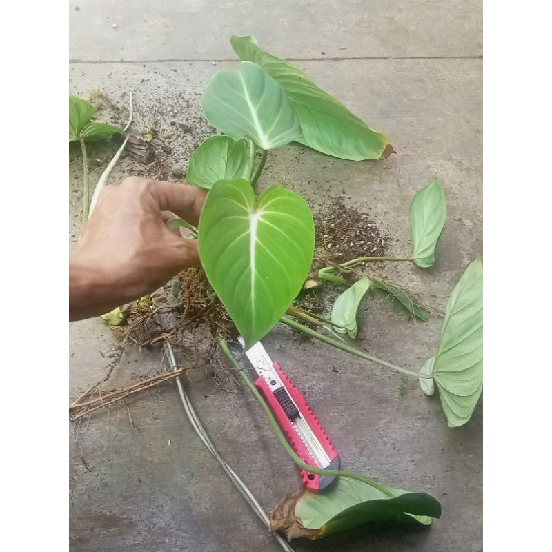 1 chậu Gloriosum Dark form