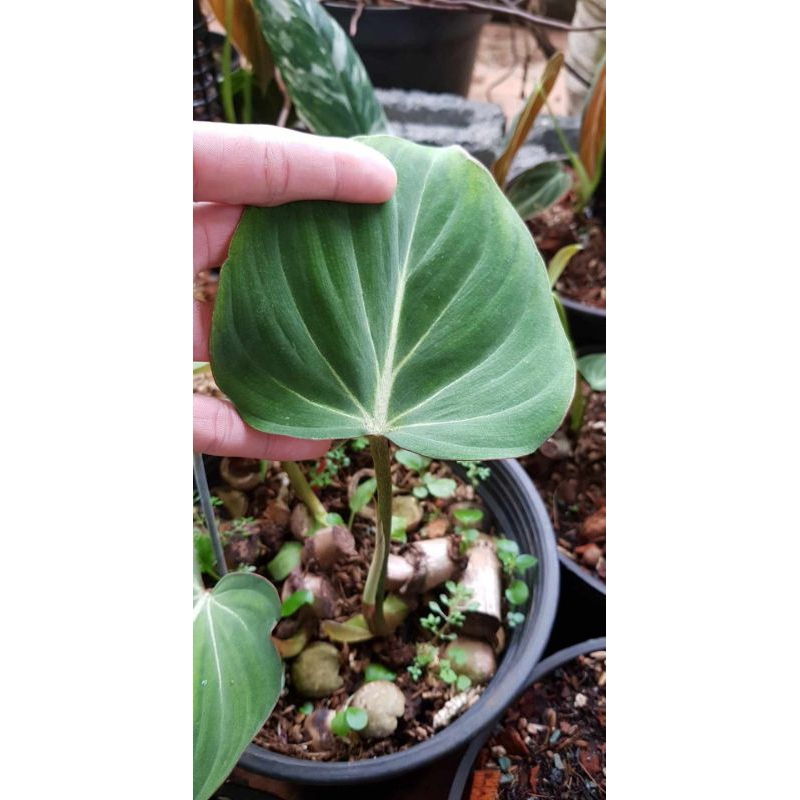 1 chậu Gloriosum Dark form