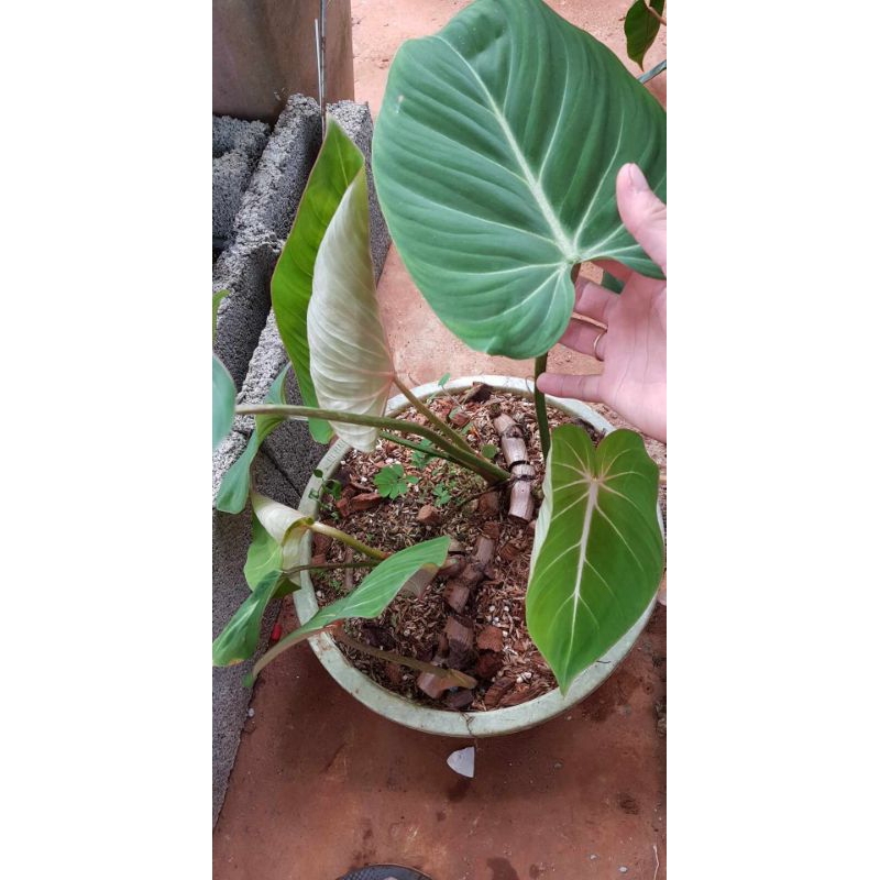 1 chậu Gloriosum Dark form