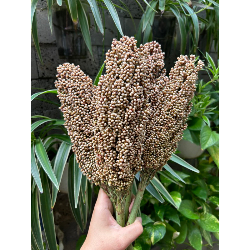 Bông bo bo tươi 500g cho chim vẹt, hamster, sóc,... nhà trồng.