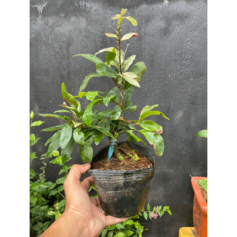 Bạch mai miến điện  gốc quái làm bonsai mini