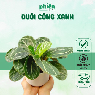 Cây Đuôi Công Xanh Calathea Medallion để bàn kèm chậu gốm tráng men