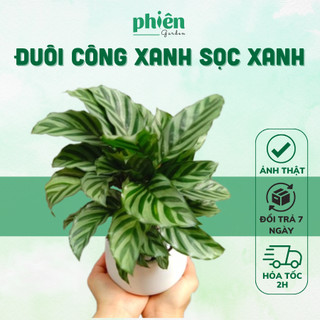 Cây Đuôi Công Xanh Sọc Xanh Calathea Bella để bàn kèm chậu gốm tráng men