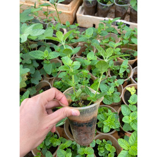 combo 10cây sương sáo (thạch đen sương sáo)