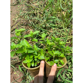 Combo 10cây sương sáo (thạch đen)