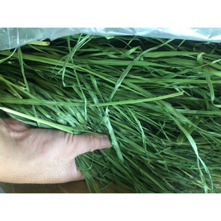 Cỏ timothy xanh cho thỏ, bọ ú, chinchilla