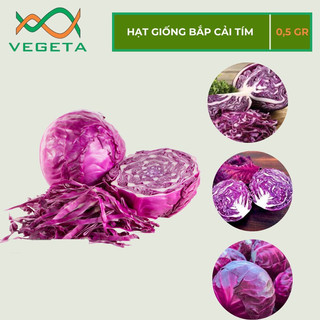 Hạt giống bắp cải tím 0.5gr - vegetashop - hạt giống nảy mầm tốt, năng suất cao