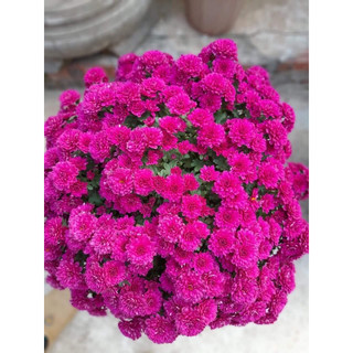 100 cây giống  mâm xôi hàn.