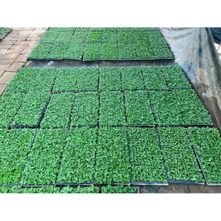 100 cây giống  mâm xôi hàn.