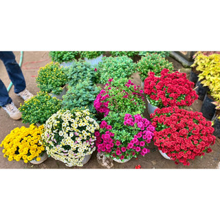 100 cây giống  mâm xôi hàn.