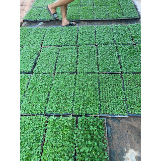 100 cây giống  mâm xôi hàn.