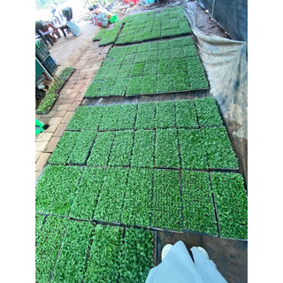 100 cây giống  mâm xôi hàn.