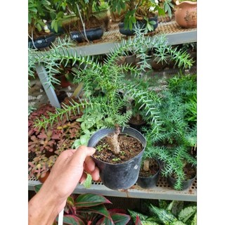 Cây tùng bồng lai - Tùng xương cá - cây làm bonsai mini