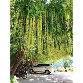 Lộc vừng hoa vàng ( vip)