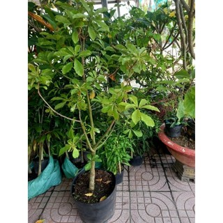 Lộc vừng hoa vàng ( vip)