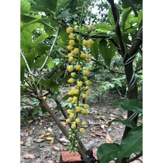 Lộc vừng hoa vàng ( vip)