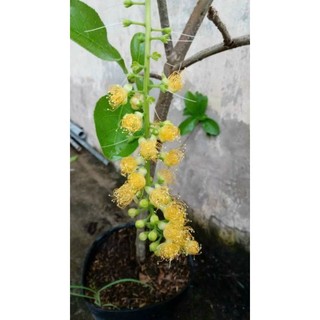 Lộc vừng hoa vàng ( vip)