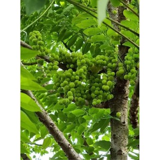 Cây Chùm ruột chua làm mứt 1m