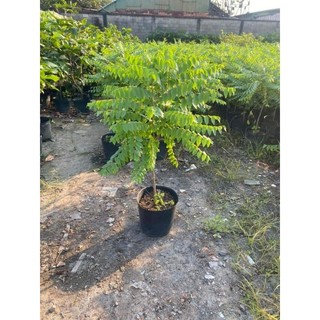 Cây Chùm ruột chua làm mứt 1m