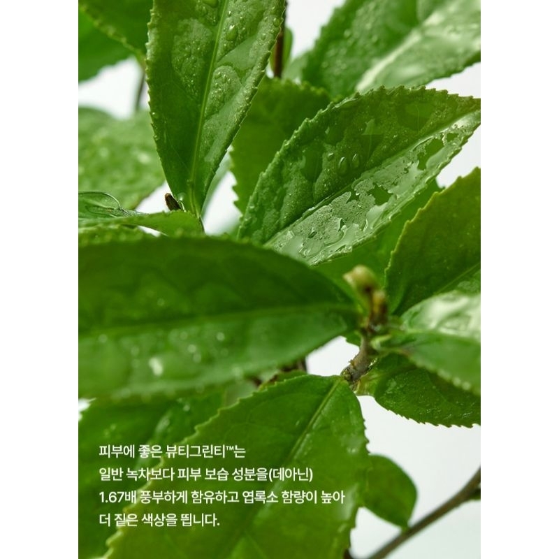 XỊT KHOÁNG TRÀ XANH INNISFREE GREEN TEA MINERAL MIST