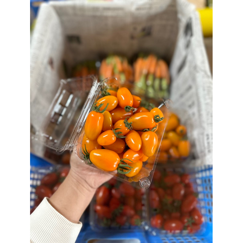 Cà sữa vàng Đà Lạt
