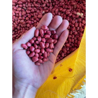 lạc đỏ thái bình 500-1000g [ LOẠI 1] dễ tách vỏ