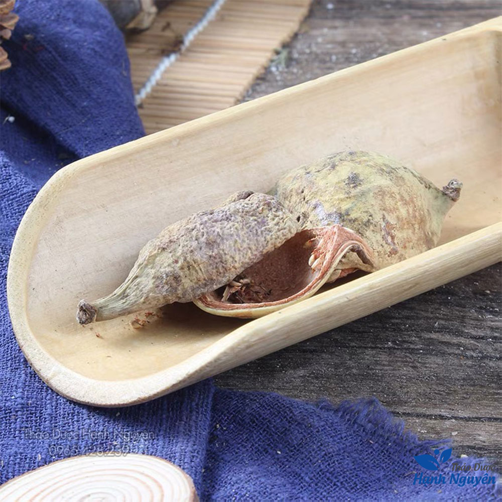 Vương bất lưu hành 500g, quả trâu cổ - Thảo Dược Hạnh Nguyên