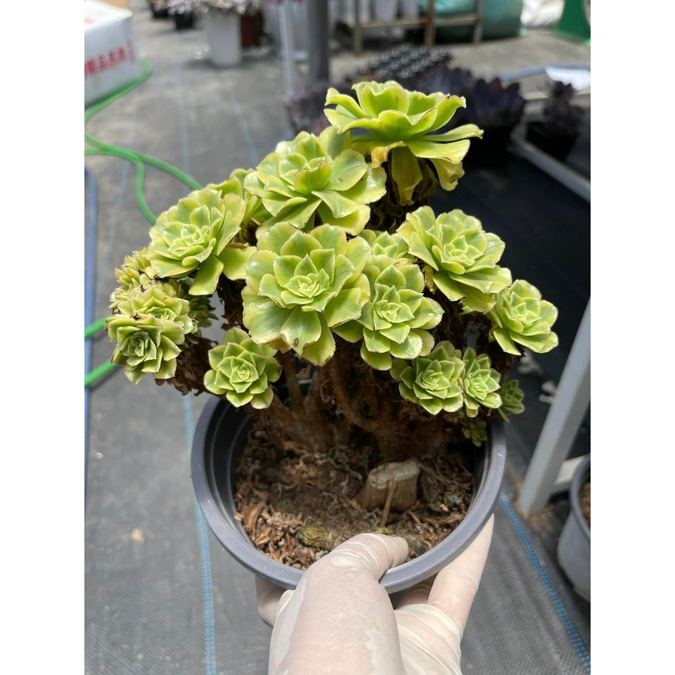 Sen đá AEO xanh crest