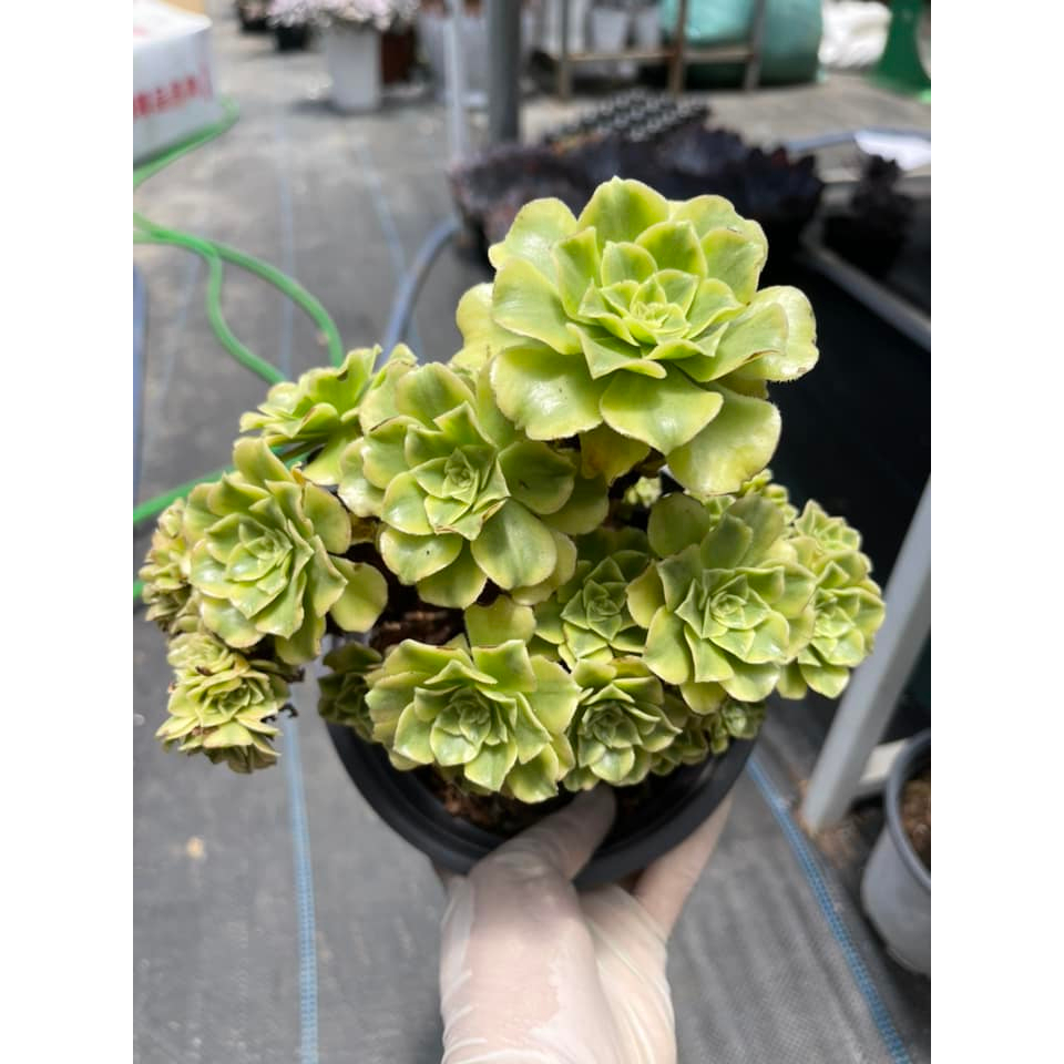 Sen đá AEO xanh crest