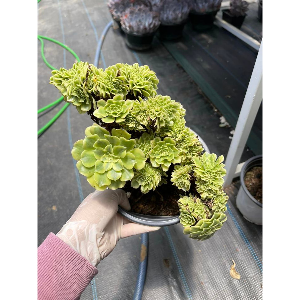 Sen đá AEO xanh crest