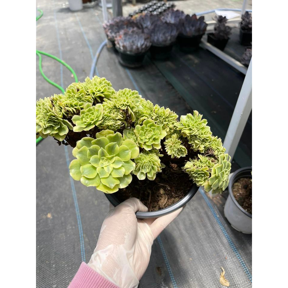 Sen đá AEO xanh crest