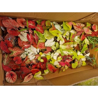 Cây môn vàng đốm - Caladium