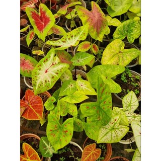 Cây môn vàng đốm - Caladium
