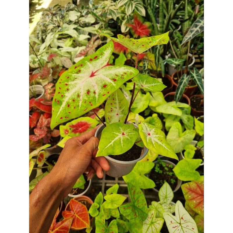 Cây môn vàng đốm - Caladium