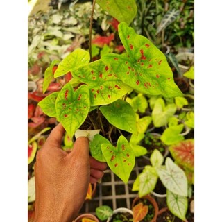 Cây môn vàng đốm - Caladium