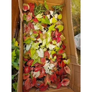 Cây môn vàng đốm - Caladium