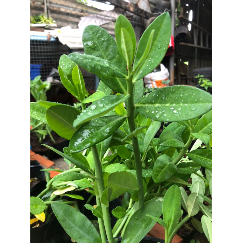 Thạch anh cây lớn