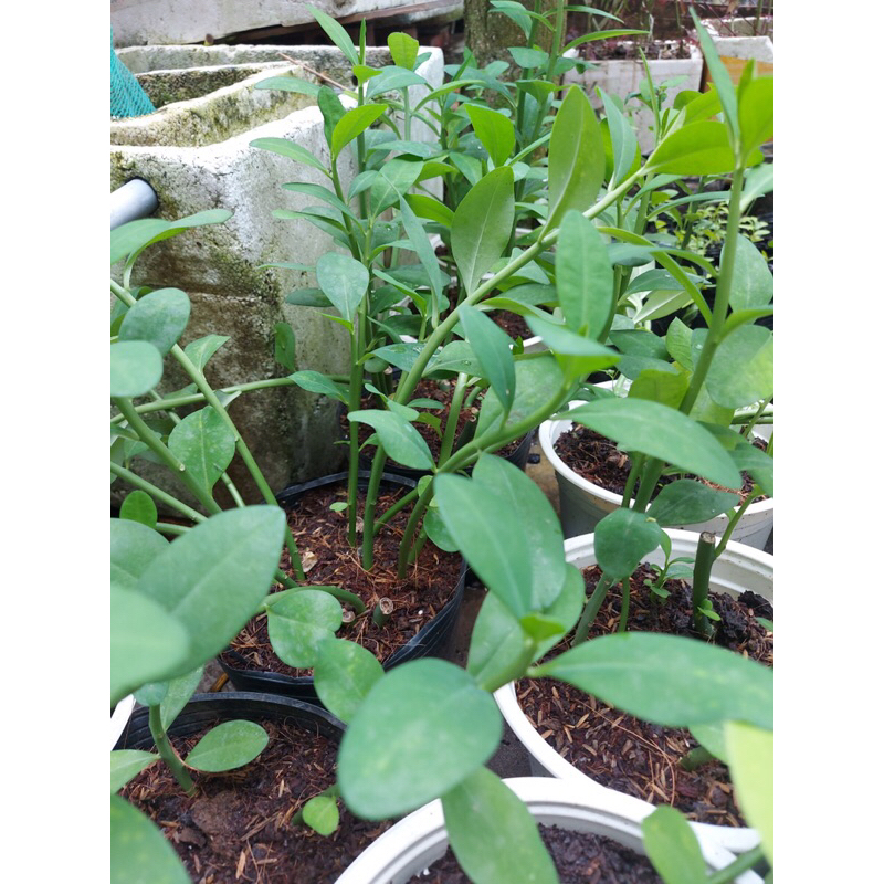 Thạch anh cây lớn