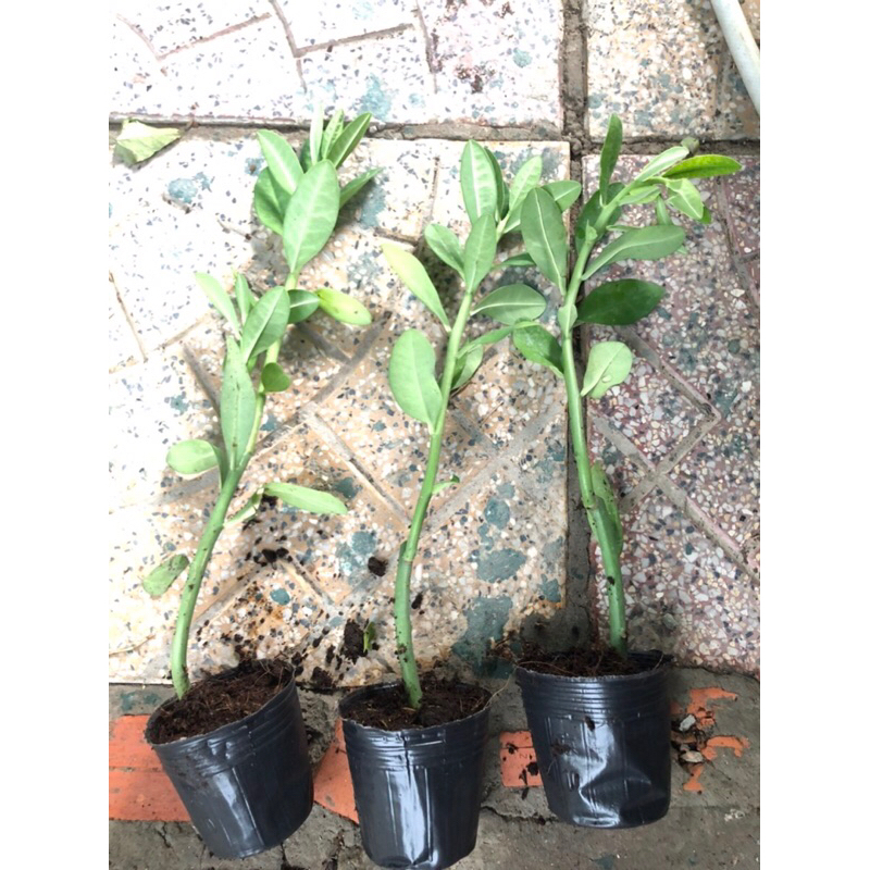 Thạch anh cây lớn