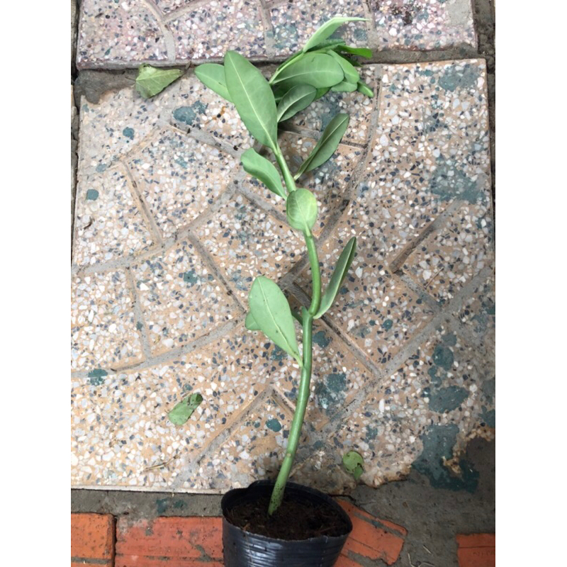 Thạch anh cây lớn