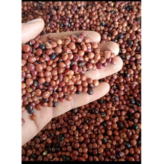 Đậu Săng (Đậu chiều) đã rang sẵn 500gr-1kg