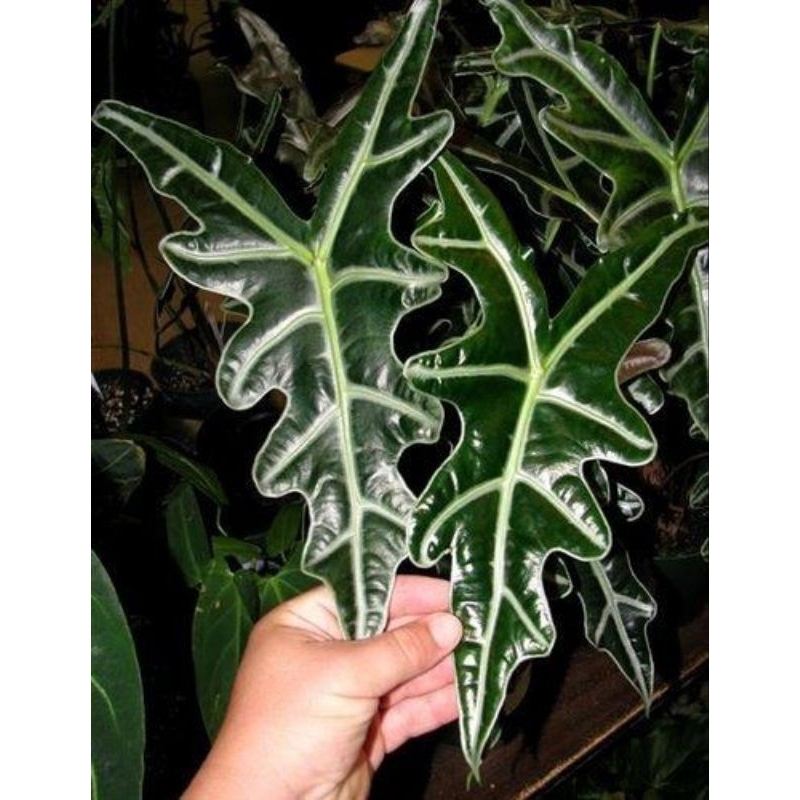 Cây Alocasia sanderiana Nobilis