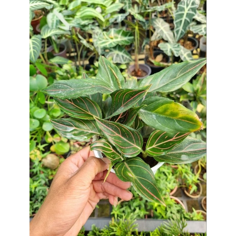 Cây Minh ty  - Aglaonema