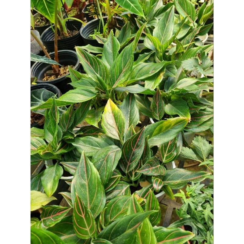 Cây Minh ty  - Aglaonema